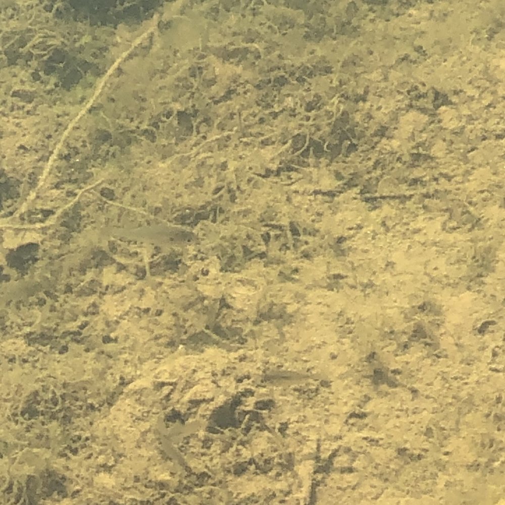 Boulder Pond - Fish - Hiking Near Me - Louisville, Kentucky