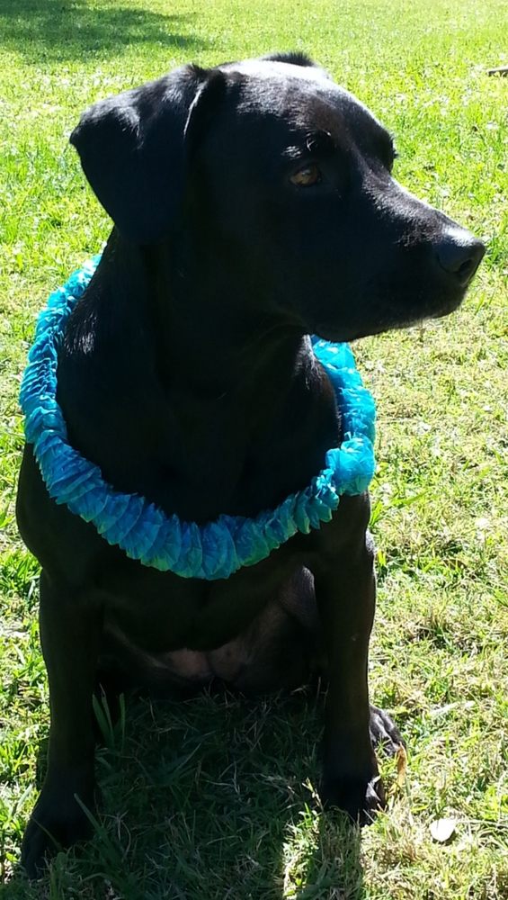 Happy Pets of Brevard Image