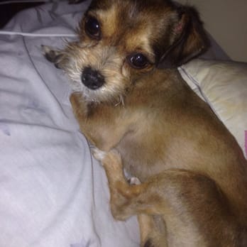 Baby Choobys Summer Cut Chooby Is A Yorkie And Long Hair