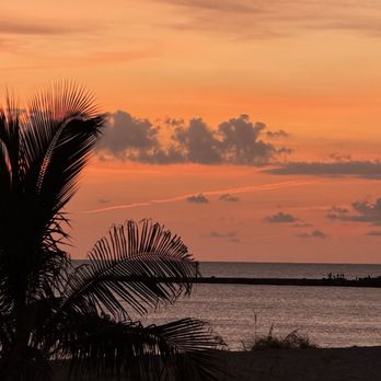 Venice Beach - Palm tree in the sunset - Beaches Near Me - Venice, Florida Venice Beach - Palm tree in the sunset - Beaches Near Me - Venice, Florida