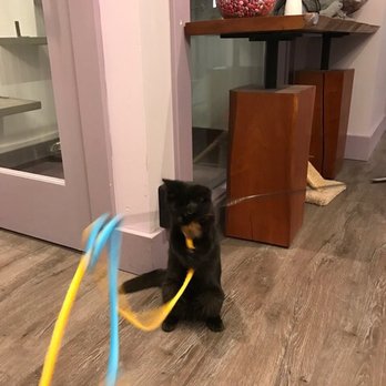 Kitty Chateau - Wednesday enjoying some one on one playtime outside of the suite - Pet Boarding Near Me - San Francisco, California Kitty Chateau - Wednesday enjoying some one on one playtime outside of the suite - Pet Boarding Near Me - San Francisco, California
