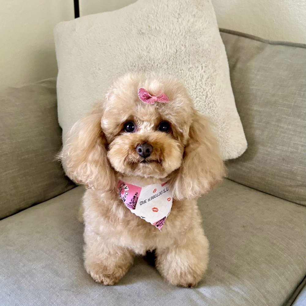 That's So Fetch - Pet Groomers Near Me - Montclair, California That's So Fetch - Pet Groomers Near Me - Montclair, California
