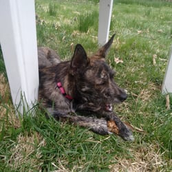 Overland Animal Clinic - Rosie after her latest visit. She's so traumatized, she's eating a stick!