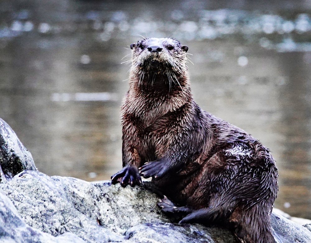 Helfrich River Outfitters Logo