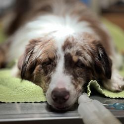Lonestar Veterinary Hospital - Emergency Services. Surgery.