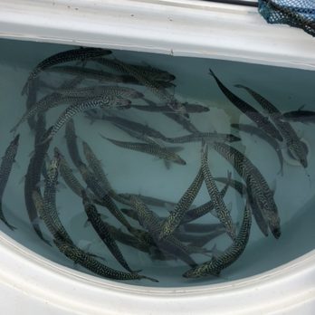 Reely Hooked Fishing Charters - Our live well loaded with mackerels - Fishing Near Me - Beverly, Massachusetts