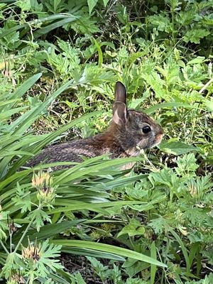 Old Stone House by null