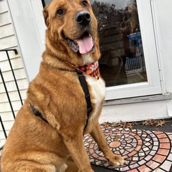 Zoomin Groomin