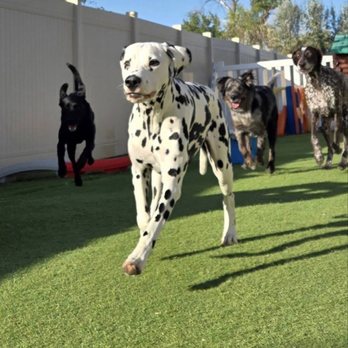 Big Sky Pet Resort - Pet Sitting Near Me - Billings, Montana Big Sky Pet Resort - Pet Sitting Near Me - Billings, Montana
