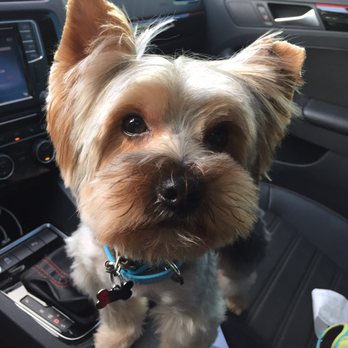 Neo Pet Spa - Pet Groomers Near Me - Miami, Florida