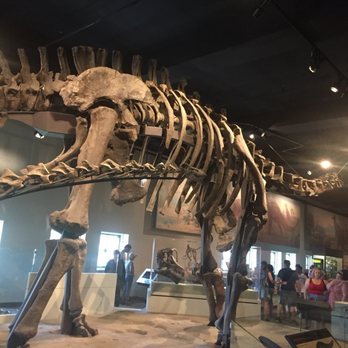 Field Museum - Museums Near Me - Chicago, Illinois Field Museum - Museums Near Me - Chicago, Illinois
