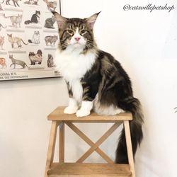 i vet petcare kinrara