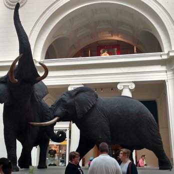 Field Museum - African Elephants - Museums Near Me - Chicago, Illinois Field Museum - African Elephants - Museums Near Me - Chicago, Illinois