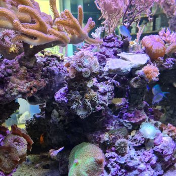 Berliner Seewasser-Center - Showcase aquarium. - Local Fish Stores Near Me - Berlin, BE