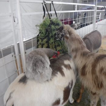 Florida State Fairgrounds  - Festivals Near Me - Tampa, Florida