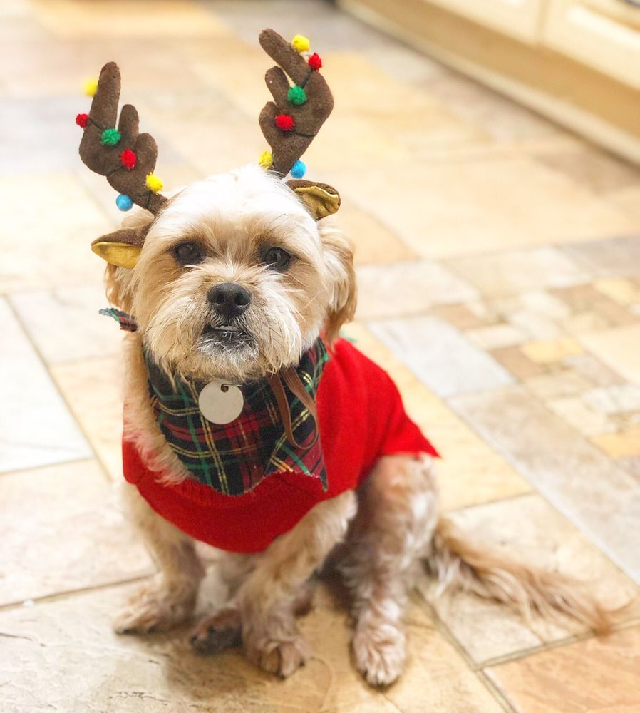 THE DOG ZONE 103 Photos & 153 Reviews Pet Groomers 150 W Foothill