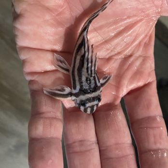 Stacey’s Pets - Adult L046 Zebra Pleco - Local Fish Stores Near Me - Hilo, Hawaii