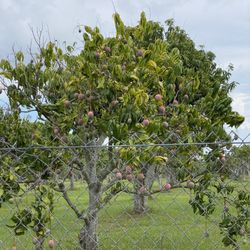 The Mango Factory