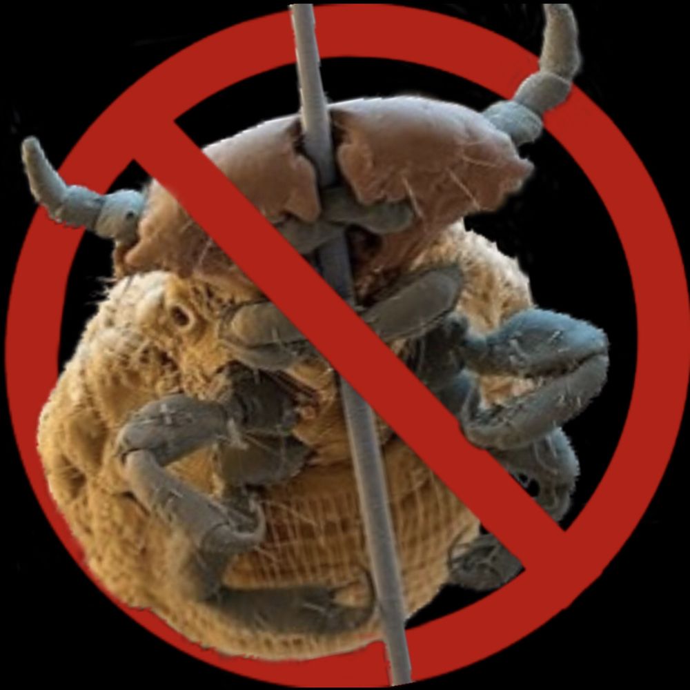 LICE ORGANIC REMOVAL Updated June 2024 4369 Cleveland, San Diego, California Lice Services