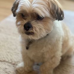 Denver Pet Sitting Company