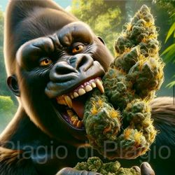 Skunky Botanics - Gorilla flower what some good shit!!!! great smell and taste always have a diffrent strains $5 sample hits in our smoking lounge.