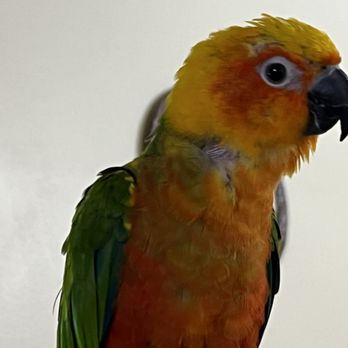 Garden State Pet Center - Feathers he ripped out freeing himself of unsafe fly trap sticky paper - Reptile Shops Near Me - Audubon, New Jersey