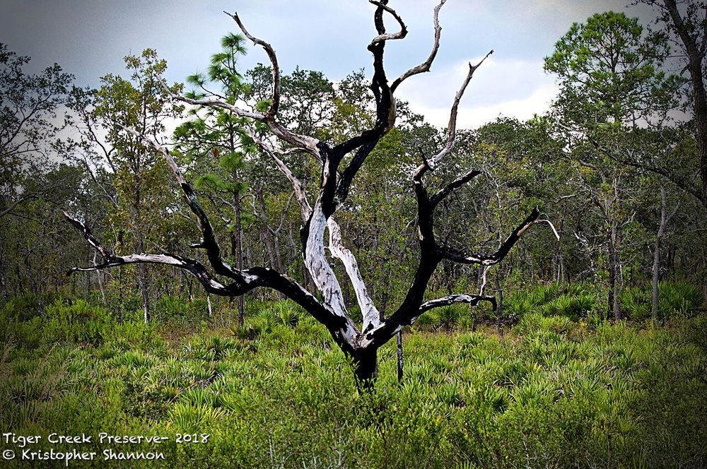 Tiger Creek Preserve Image
