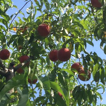 Mount Pleasant Farms - Beautiful peaches - Farmers Market Near Me - Chesapeake, Virginia