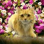 Photo of Fancy Pants Mobile Grooming