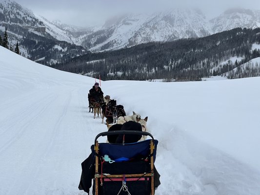 Jackson Hole Iditarod Sled Dog Tours by null