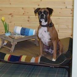 Bord & Pillar Pet Resort & Spa