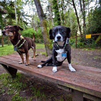 Bandon / Port Orford KOA - New puppy friends. - RV Parks Near Me - Langlois, Oregon Bandon / Port Orford KOA - New puppy friends. - RV Parks Near Me - Langlois, Oregon