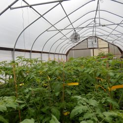 Punch Brook Farm Greenhouses - Potted Tomatoes