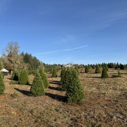 Loch Lolly Christmas Forest