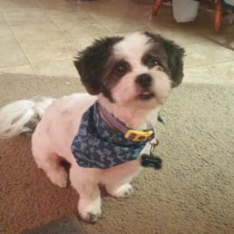 My baby, Jude, after going to see Ashley at All Dogs n Cats. He always looks so handsome.
