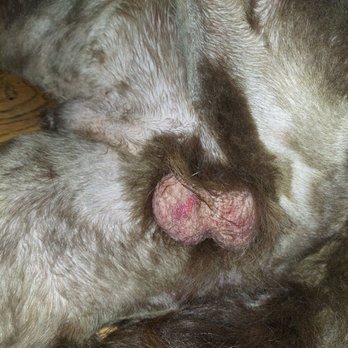 PetSmart - Say no to Petsmart Azalea Square. They left patches of long hair, raw testicles, butt area has many lines going down. - Pet Training Near Me - Summerville, South Carolina
