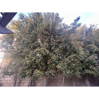 JF Gonzalez Landscape Maintenance - Before and after photos - Tree Services Near Me - Canoga Park , California