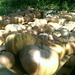 Fuori di Zucca