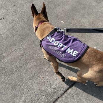 FRONT STREET ANIMAL SHELTER - Updated February 2026 - 475 Photos & 422