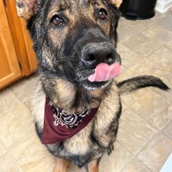 The Muddy Pup