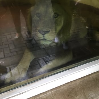 Belfast Zoo - Zoos Near Me - Belfast, BFS