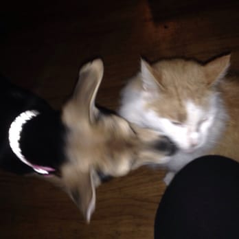 Adopt A Doggie - She loves to tease Kip - Pet Adoption Near Me Adopt A Doggie - She loves to tease Kip - Pet Adoption Near Me