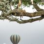 Photo of Butler Ballooning