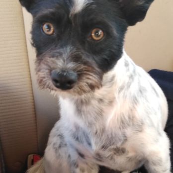 PetSmart Dog Training - Pet Training Near Me - Murrieta, California