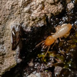 Austin Pest Control - Subterranean Termites