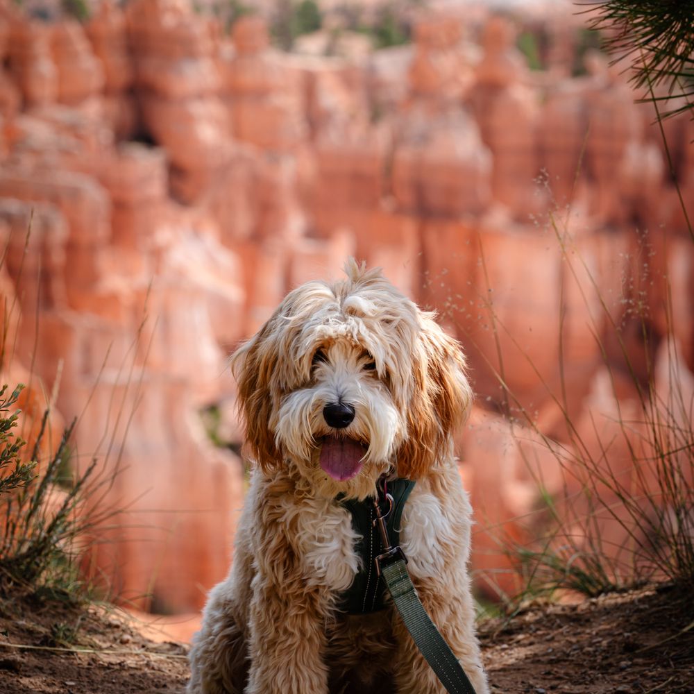 Natural Goldendoodle - Pet Breeders Near Me Natural Goldendoodle - Pet Breeders Near Me