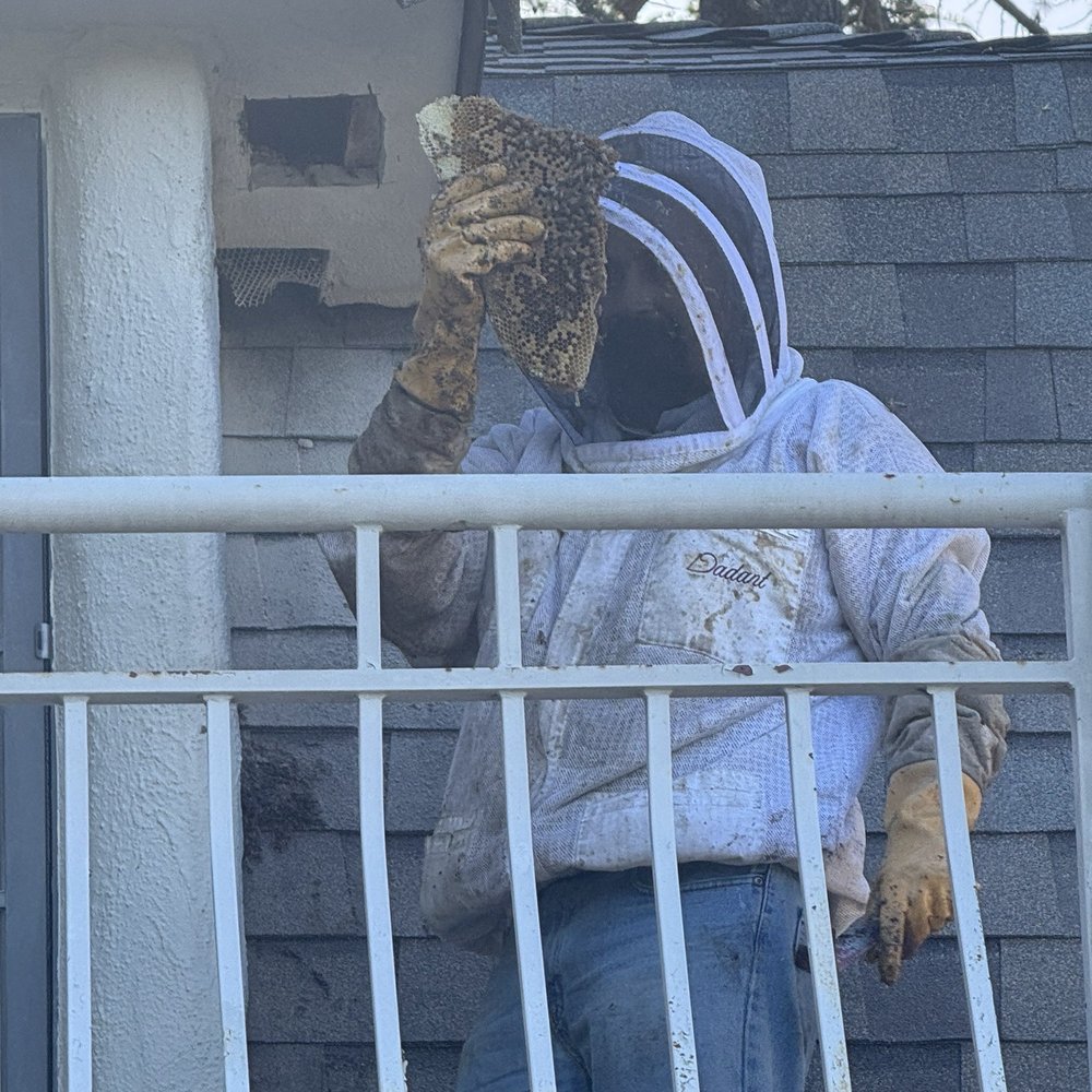 Nunez Bee Removal - Pest Control Near Me Nunez Bee Removal - Pest Control Near Me