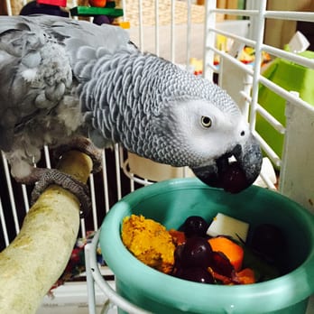 Parrot Nanny - Everyone loves the breakfast served at Parrot Nanny! - Pet Sitting Near Me