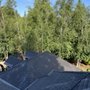 Photo of Anchor roof maintenance