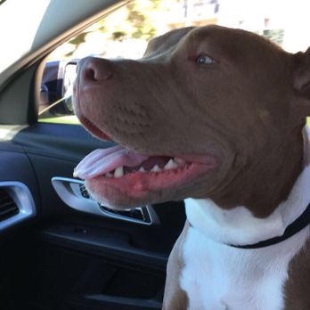 4 legged friends daycare and boarding